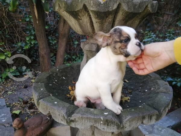 bulldog-frances-h-en-acapulco-de-juarez-clasf-animales-big-0