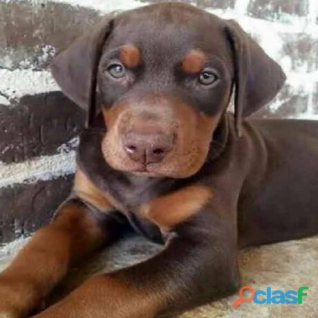 cachorros-doberman-en-aguascalientes-clasf-animales-big-0