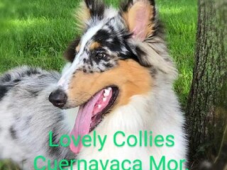 Los cachorros de raza rough collie lassie en Cuernavaca | Clasf animales