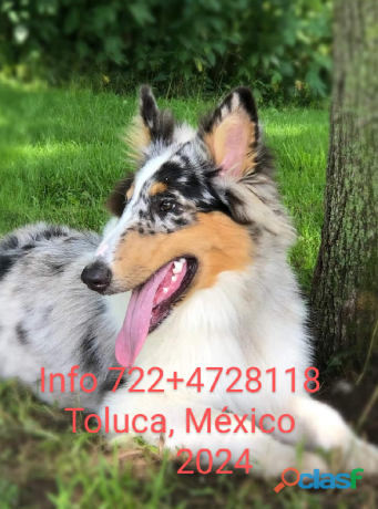 los-cachorros-de-raza-rough-collie-lassie-en-cuernavaca-clasf-animales-big-2