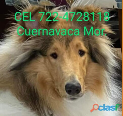 rough-collie-cachorros-de-papas-con-pedigree-en-cuernavaca-clasf-animales-big-0