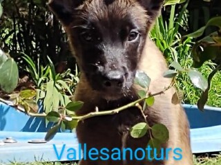 Pastor belga malinois de padres certificados en Cuernavaca | Clasf animales