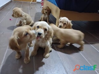 Cachorritos cocker spaniel dos mese en Ecatepec De Morelos | Clasf animales