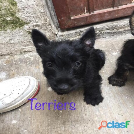 escoces-terrier-en-ecatepec-de-morelos-clasf-animales-big-1