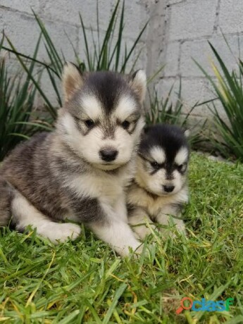 hermosos-cachorros-husky-siberiano-en-ecatepec-de-morelos-clasf-animales-big-1