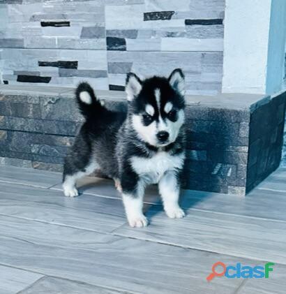 hermosos-cachorros-husky-siberiano-en-ecatepec-de-morelos-clasf-animales-big-0