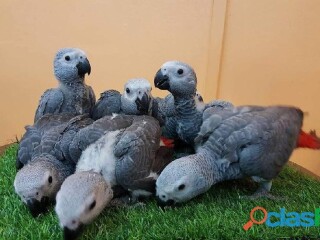 Loros grises africanos para un buen hogar en Ensenada | Clasf animales