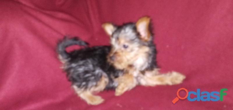 yorkshire-terrier-hembras-en-guadalajara-clasf-animales-big-0