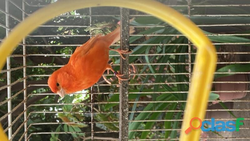 canario-rojo-holandes-en-guadalajara-clasf-animales-big-0