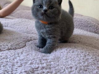 Gatitos británicos de pelo corto entrenados en camada en Mazatlán | Clasf animales