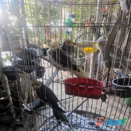 venta-de-ninfas-en-saltillo-clasf-animales-big-0