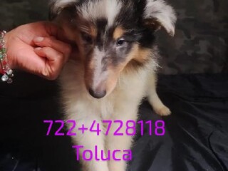 Cachorros rough collie, papás certificados de akc en Toluca | Clasf animales