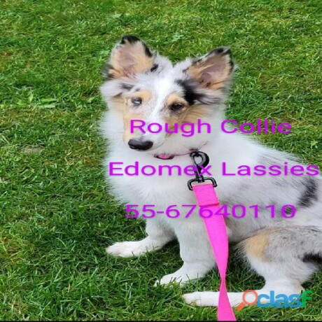 cachorros-rough-collie-papas-certificados-de-akc-en-toluca-clasf-animales-big-2