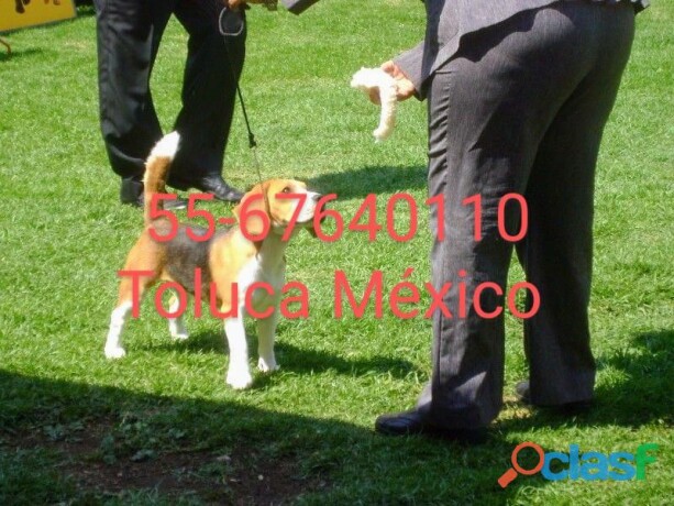 cachorros-beagle-nietos-de-multi-campeon-walter-m-en-toluca-clasf-animales-big-0