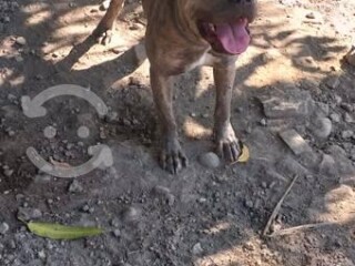 Pitbull hembra en Tuxtla Gutierrez | Clasf animales