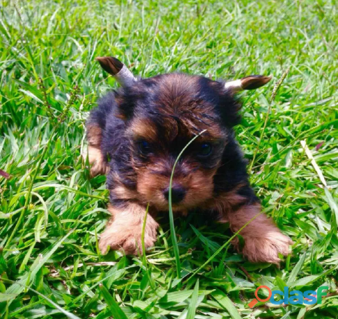 hermoso-yorkshire-terrier-en-tuxtla-gutierrez-clasf-animales-big-2