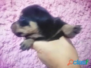 Muy bella cachorra rottweiler en Veracruz | Clasf animales