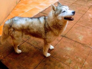 Husky macho para monta en Veracruz | Clasf animales