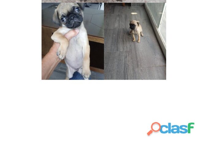 cachorros-pug-en-veracruz-clasf-animales-big-1