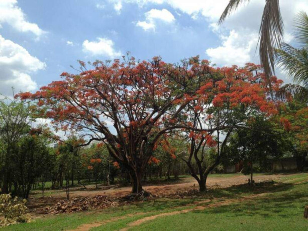 chacara-sitio-e-rancho-de-temporada-em-setor-franco-aparecida-de-goiania-goias-chacara-flamboyant-big-3