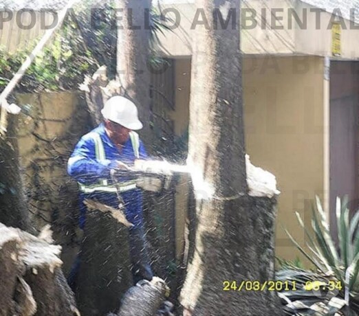 corte-e-poda-de-arvore-limpeza-de-terreno-jardim-coqueiro-raposo-tavares-servicos-especializados-big-0